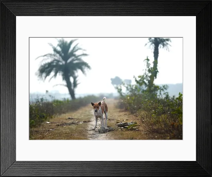 Framed Print : Winter Morning Red Basenji dog along the road in the yard Framed Print : Winter Morning Red Basenji dog along the road in the yard