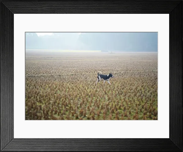 Framed Print : Winter Morning Red Basenji dog along the road in the yard Framed Print : Winter Morning Red Basenji dog along the road in the yard