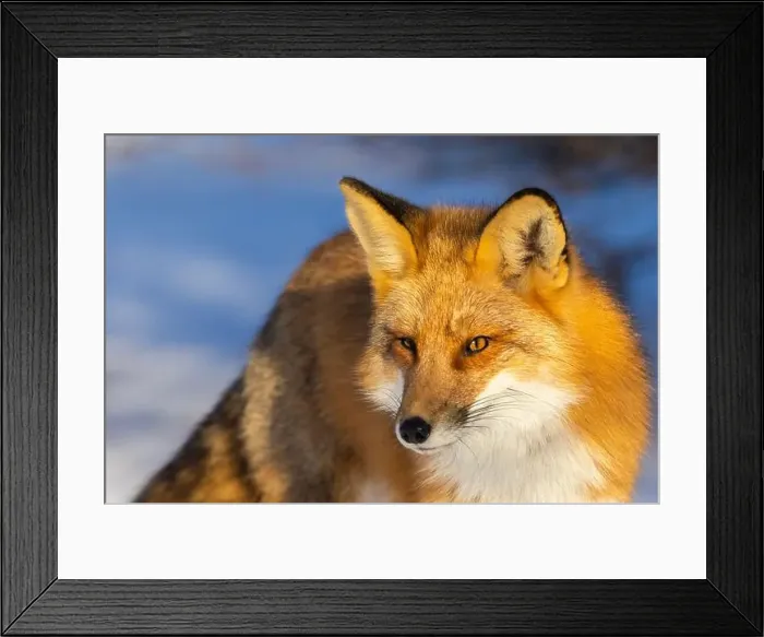 Framed Print : Red fox in Canadian winter hunting Framed Print : Red fox in Canadian winter hunting