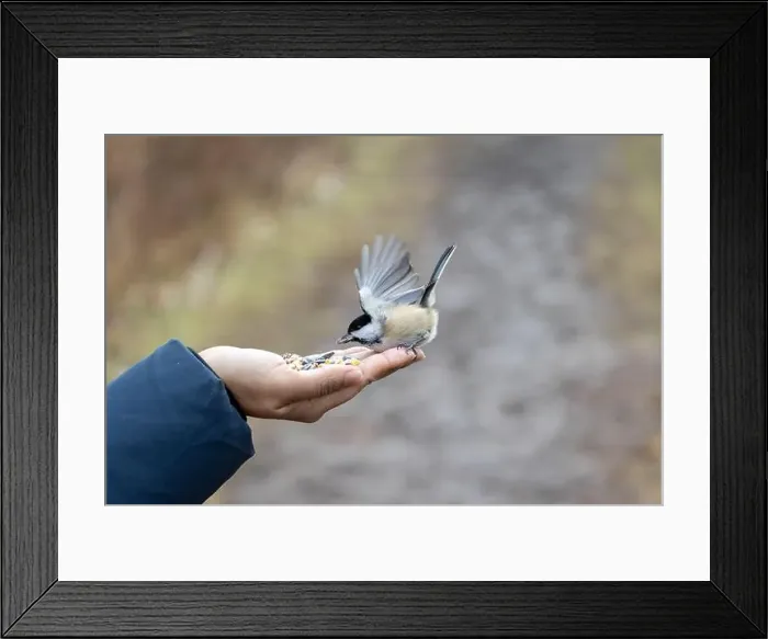 Framed Print : Black capped chickadee eating from a woman's hand Framed Print : Black capped chickadee eating from a woman's hand