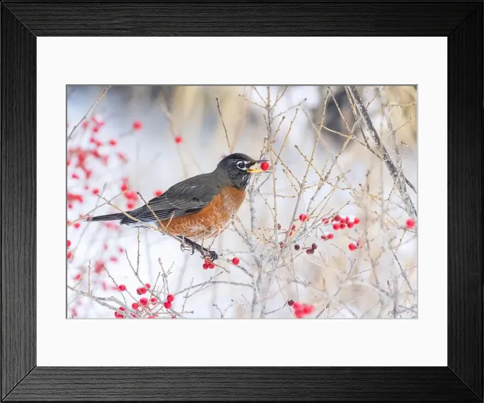 Framed Print : American robin (Turdus migratorius) eating berries in winter
