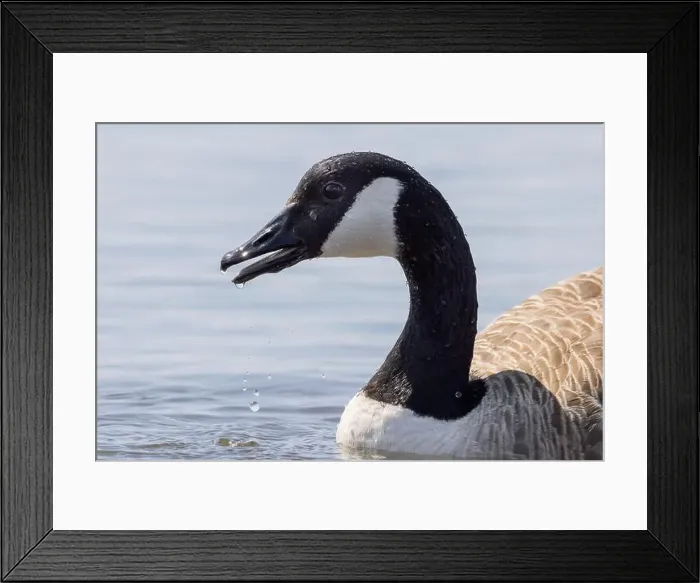Framed Print : Canada Goose [ Branta Canadensis] close up of bird with water dripping from beak  /  bill