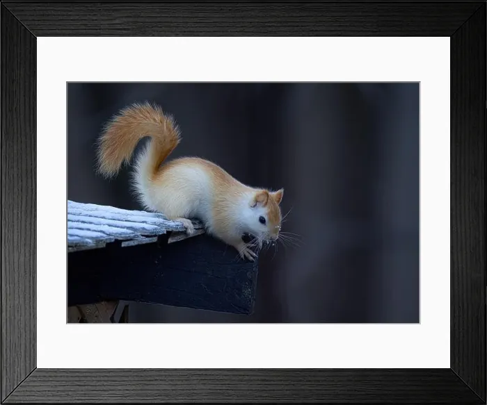 Framed Print : White squirrel (leucistic red squirrel) on top of a roof on a cold winter morning in Canada Framed Print : White squirrel (leucistic red squirrel) on top of a roof on a cold winter morning in Canada
