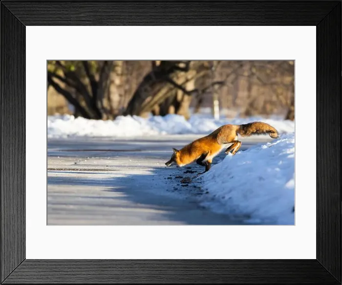 Framed Print : Red fox in Canadian winter hunting Framed Print : Red fox in Canadian winter hunting