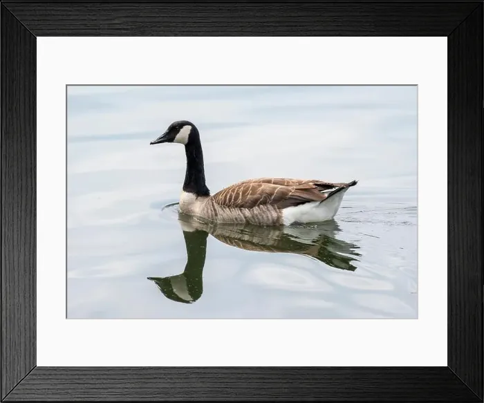 Framed Print : Canada goose with mirroring swims on the lake Baldeneysee Framed Print : Canada goose with mirroring swims on the lake Baldeneysee