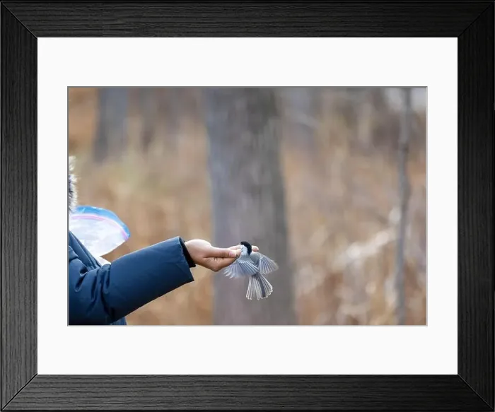 Framed Print : Black capped chickadee eating from a woman's hand Framed Print : Black capped chickadee eating from a woman's hand