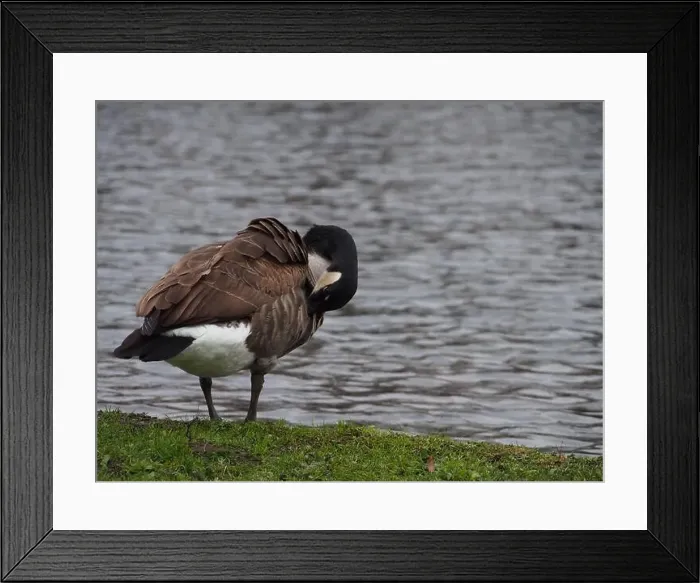 Framed Print : Canadian goose (branta canadensis) preening next the pond in the Rheinaue park in Bonn, Germany