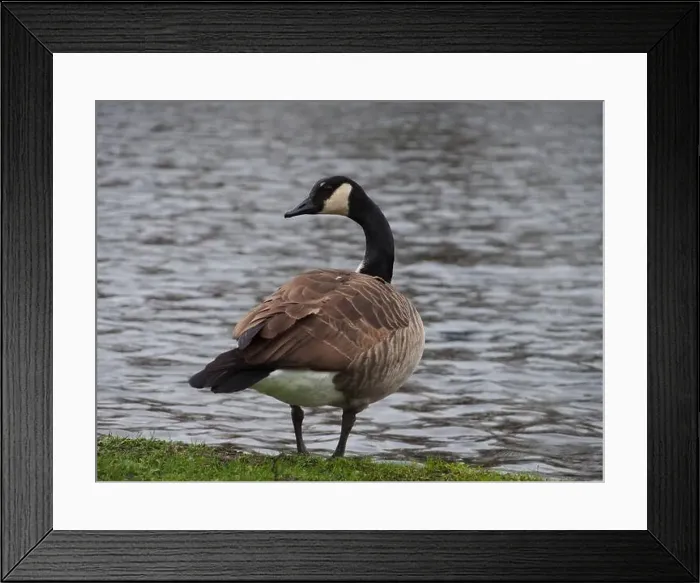 Framed Print : Canadian goose (branta canadensis) looking back next the pond in the Rheinaue park in Bonn, Germany Framed Print : Canadian goose (branta canadensis) looking back next the pond in the Rheinaue park in Bonn, Germany