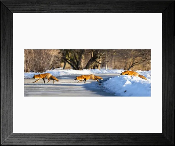 Framed Print : Red fox in Canadian winter hunting Framed Print : Red fox in Canadian winter hunting