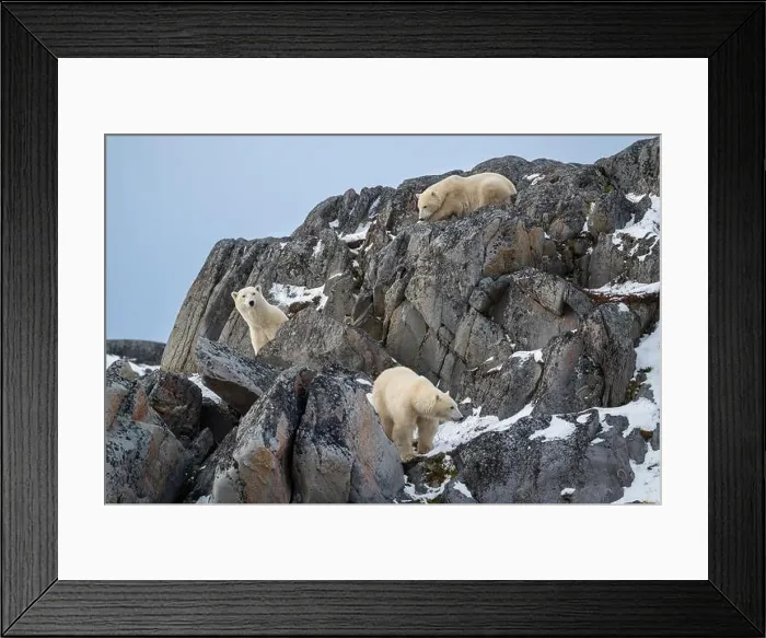 Framed Print : A female polar bear and two cubs climbing on the rocks along the Hudson Bay just outside of Churchill Framed Print : A female polar bear and two cubs climbing on the rocks along the Hudson Bay just outside of Churchill