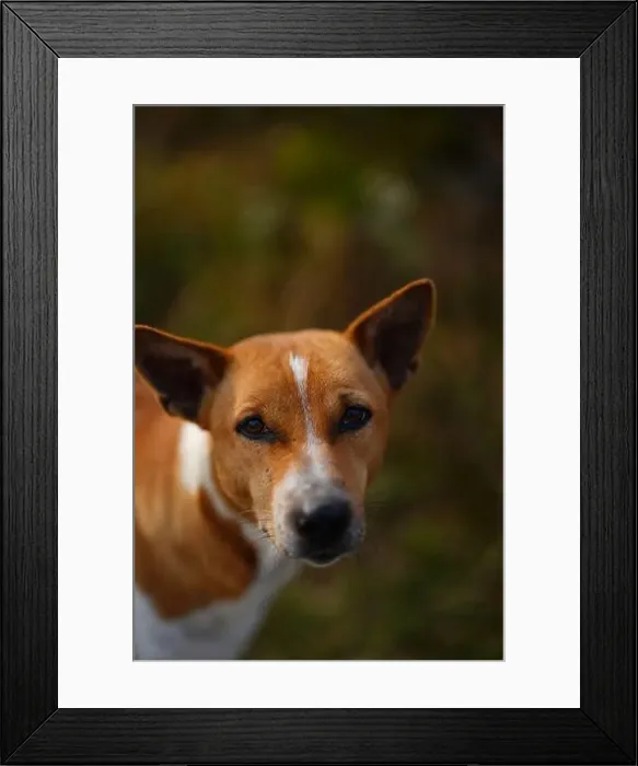 Framed Print : Winter Morning Red Basenji dog along the road in the yard Framed Print : Winter Morning Red Basenji dog along the road in the yard