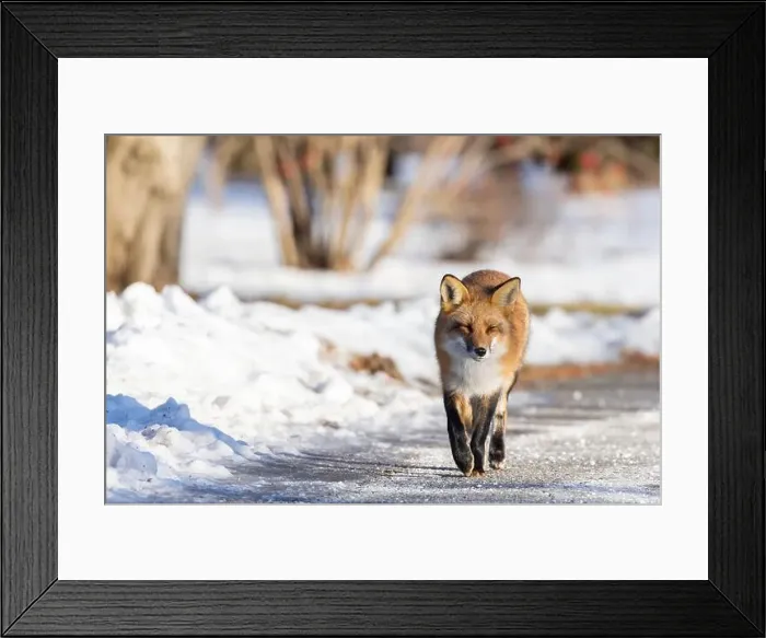 Framed Print : Red fox in Canadian winter hunting Framed Print : Red fox in Canadian winter hunting