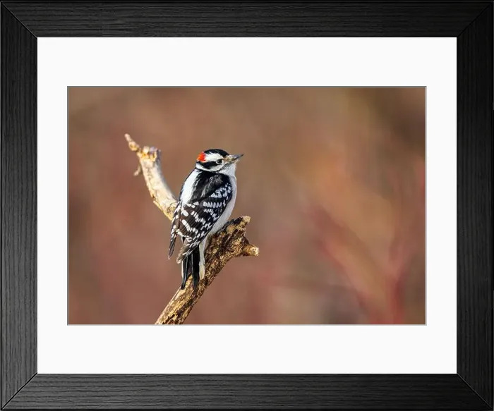 Framed Print : A male downy woodpecker perched on a branch Framed Print : A male downy woodpecker perched on a branch