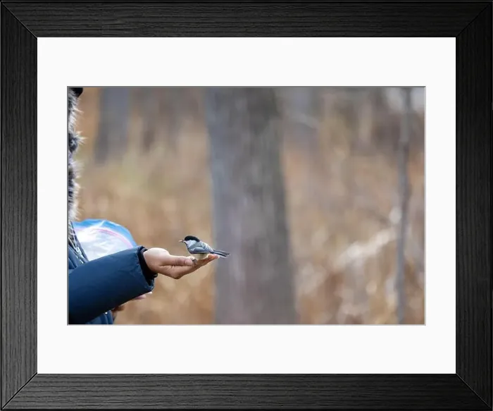 Framed Print : Black capped chickadee eating from a woman's hand Framed Print : Black capped chickadee eating from a woman's hand