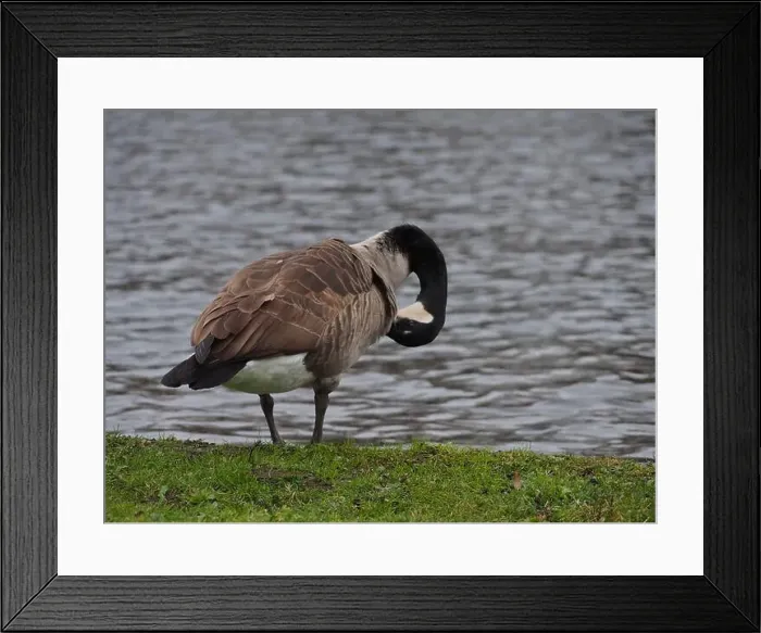 Framed Print : Canadian goose (branta canadensis) preening next the pond in the Rheinaue park in Bonn, Germany