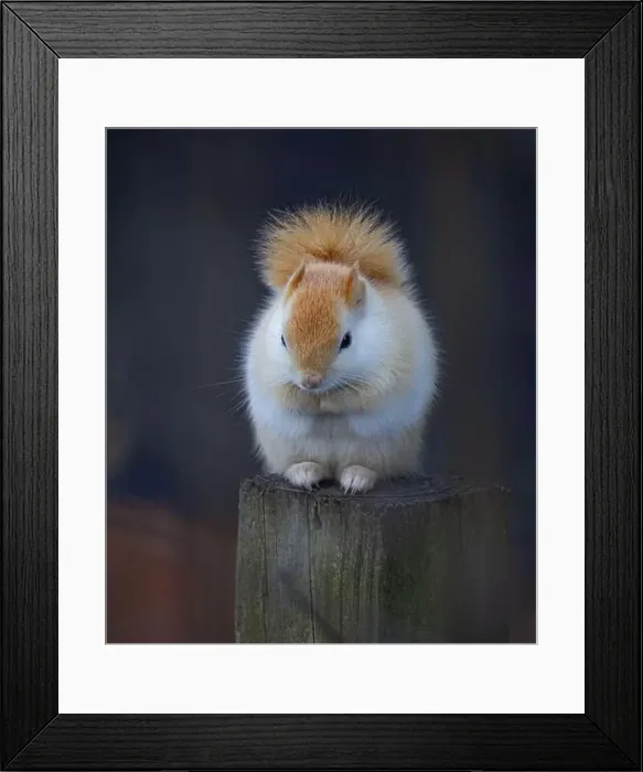 Framed Print : White squirrel (leucistic red squirrel) sitting on a post on a cold winter morning in Canada Framed Print : White squirrel (leucistic red squirrel) sitting on a post on a cold winter morning in Canada