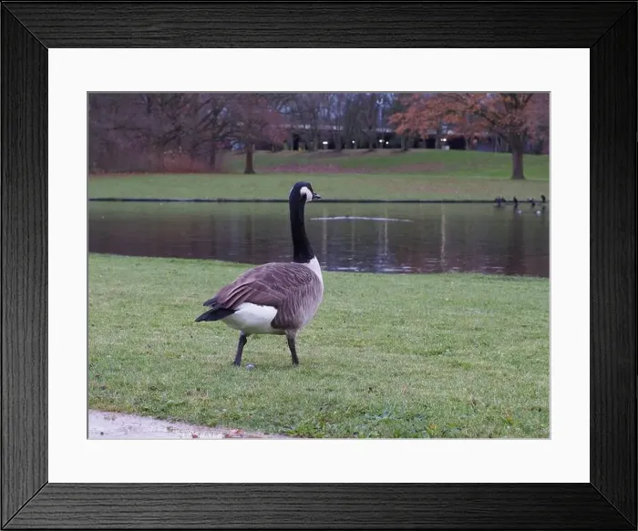Framed Print : Canada goose (branta canadensis) walking towards the water in the Rheinaue park in Bonn, Germany Framed Print : Canada goose (branta canadensis) walking towards the water in the Rheinaue park in Bonn, Germany