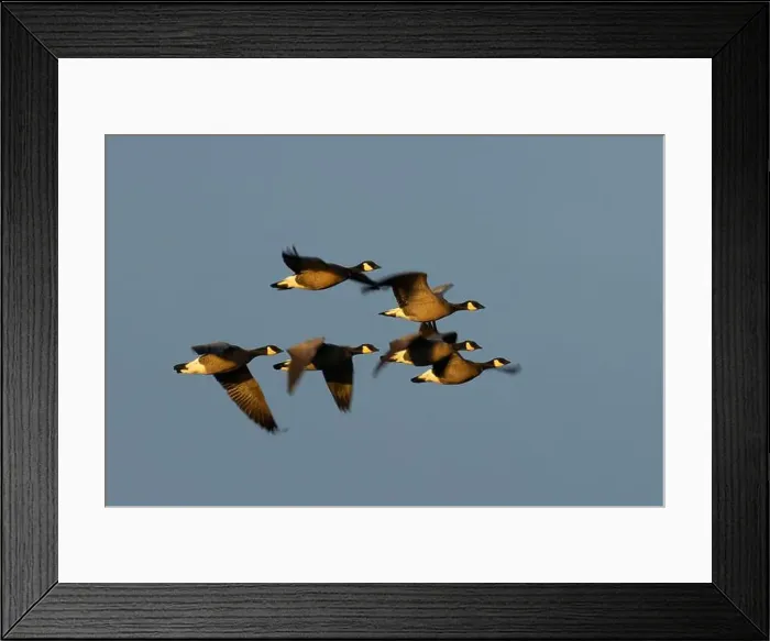 Framed Print : Canada geese (Branta canadensis) at McFadden's Marsh, William Finley National Wildlife Refuge, Oregon Framed Print : Canada geese (Branta canadensis) at McFadden's Marsh, William Finley National Wildlife Refuge, Oregon