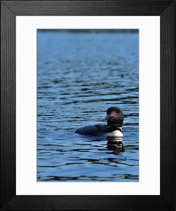 Framed Print : Common loon. Gavia immer Framed Print : Common loon. Gavia immer