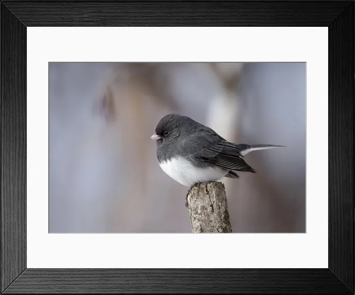 Framed Print : A male dark eyed junco perched on a branch Framed Print : A male dark eyed junco perched on a branch
