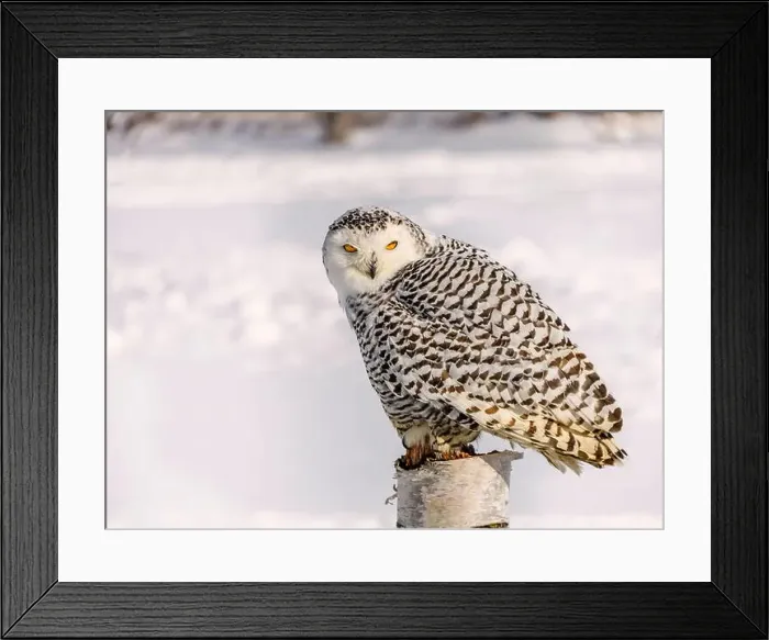 Framed Print : Snowy owl (Bubo scandiacus) perching on a pole on a cold winter morning, Southern Ontario Framed Print : Snowy owl (Bubo scandiacus) perching on a pole on a cold winter morning, Southern Ontario