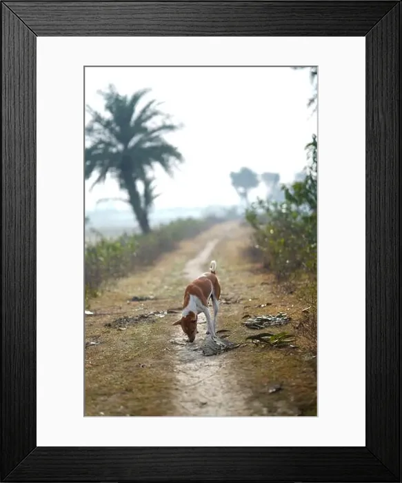 Framed Print : Winter Morning Red Basenji dog along the road in the yard Framed Print : Winter Morning Red Basenji dog along the road in the yard