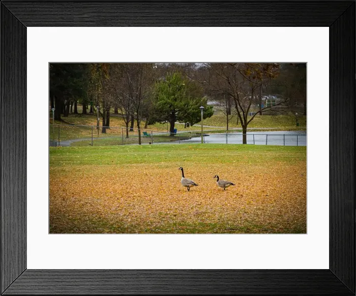 Framed Print : Two Canadian geese in the Auburn Regional Park with orange autumn leaves on the field and lake in the background Framed Print : Two Canadian geese in the Auburn Regional Park with orange autumn leaves on the field and lake in the background