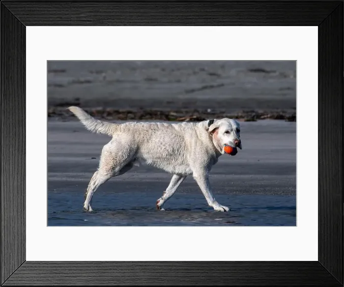 Framed Print : White dog walking on the beach carrying a ball in its mouth, British Columbia, Canada Framed Print : White dog walking on the beach carrying a ball in its mouth, British Columbia, Canada