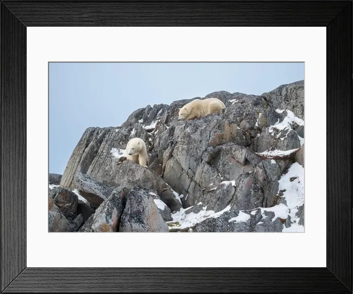 Framed Print : Two polar bears climbing on the rocks along the Hudson Bay just outside of Churchill, Manitoba, in November Framed Print : Two polar bears climbing on the rocks along the Hudson Bay just outside of Churchill, Manitoba, in November