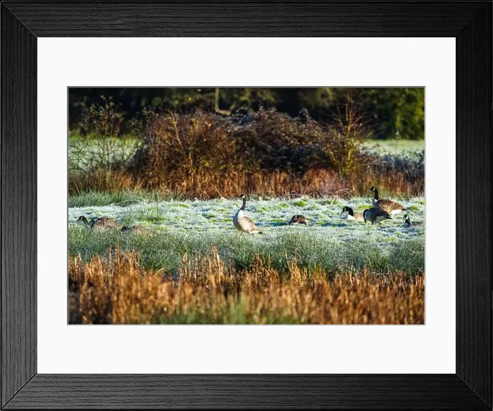 Framed Print : Canada Goose, Branta canadensis birds on winter Marshes Framed Print : Canada Goose, Branta canadensis birds on winter Marshes