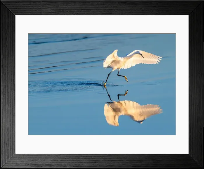 Framed Print : Reflection of an egret trying to catch fish in the water. White Heron reflecting the sun with its white wings Framed Print : Reflection of an egret trying to catch fish in the water. White Heron reflecting the sun with its white wings