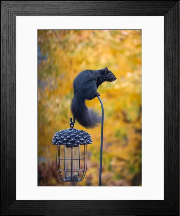 Framed Print : Black squirrel perched on top of hook of bird feeder on a fall day Framed Print : Black squirrel perched on top of hook of bird feeder on a fall day