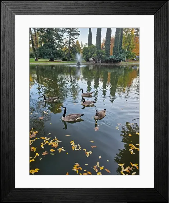 Framed Print : Спокойный пруд с плавающими канадскими гусями среди осенних листьев