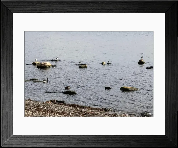 Framed Print : Seagulls sitting on rocks on the beach at Jack Darling Memorial Park in Port Credit Framed Print : Seagulls sitting on rocks on the beach at Jack Darling Memorial Park in Port Credit
