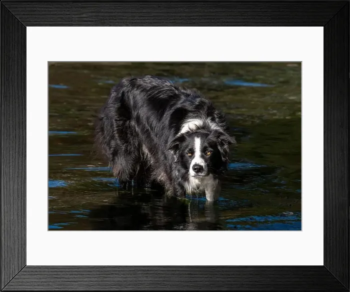 Framed Print : Portrait of a black and white dog standing in the sea, British Columbia, Canada Framed Print : Portrait of a black and white dog standing in the sea, British Columbia, Canada