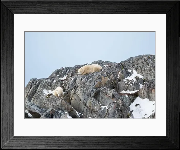 Framed Print : Two polar bears climbing on the rocks along the Hudson Bay just outside of Churchill, Manitoba, in November Framed Print : Two polar bears climbing on the rocks along the Hudson Bay just outside of Churchill, Manitoba, in November