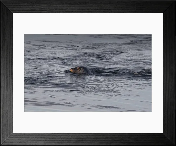 Framed Print : Close-up of a Seal Swimming against the Current, British Columbia, Canada Framed Print : Close-up of a Seal Swimming against the Current, British Columbia, Canada
