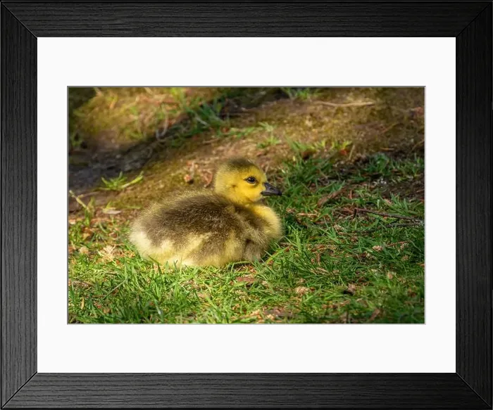 Framed Print : Single Canadian Goose Gosling Sitting on Grass Framed Print : Single Canadian Goose Gosling Sitting on Grass