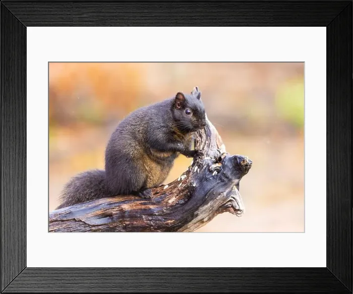 Framed Print : Black eastern gray squirrel (Sciurus carolinensis) in winter Framed Print : Black eastern gray squirrel (Sciurus carolinensis) in winter