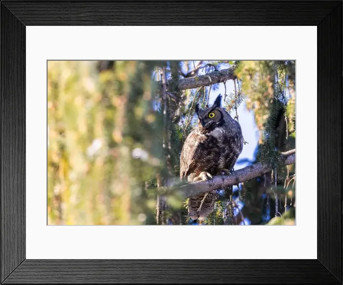 Framed Print : great horned owl (Bubo virginianus) in winter Framed Print : great horned owl (Bubo virginianus) in winter