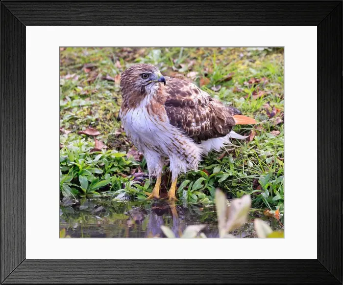 Framed Print : Red-tailed Hawk on the border of the river with green background, Quebec, Canada Framed Print : Red-tailed Hawk on the border of the river with green background, Quebec, Canada