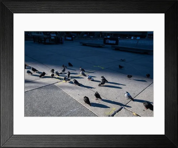 Framed Print : Pigeons known as rats of the sky standing by the rink at Nathan Phillips Square in downtown Toronto, Ontario, Canada Framed Print : Pigeons known as rats of the sky standing by the rink at Nathan Phillips Square in downtown Toronto, Ontario, Canada