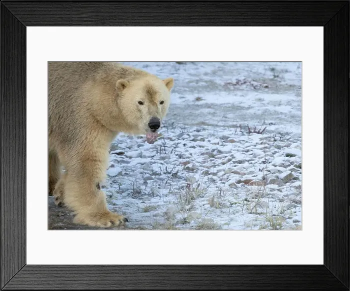Framed Print : The Polar Bear is the largest land carnivore of the world Framed Print : The Polar Bear is the largest land carnivore of the world