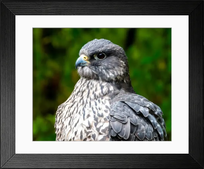 Framed Print : Close-up portrait of a Peregrine Falcon, British Columbia, Canada Framed Print : Close-up portrait of a Peregrine Falcon, British Columbia, Canada