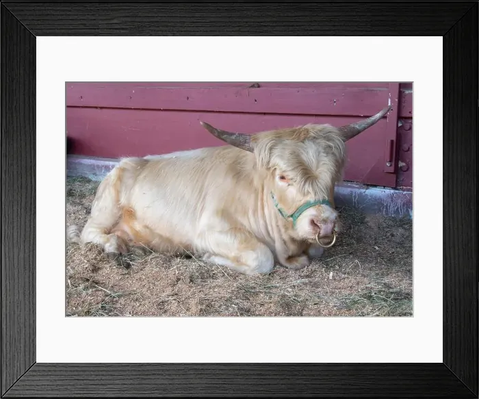 Framed Print : Close-up portrait of a Horned Cow lying in a stable, British Columbia, Canada