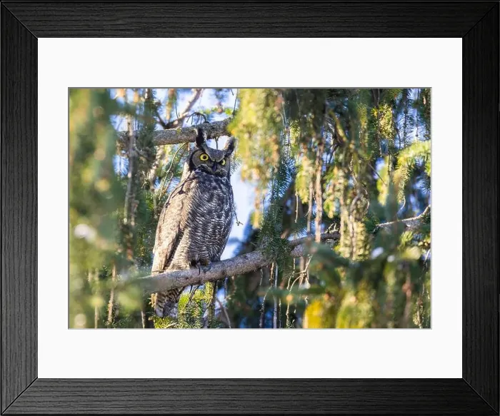 Framed Print : great horned owl (Bubo virginianus) in winter