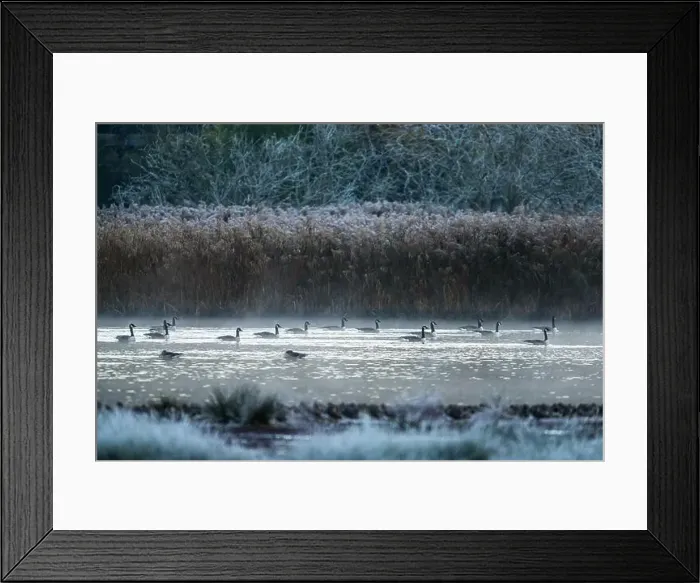 Framed Print : Canada Goose, Branta canadensis birds on winter Marshes Framed Print : Canada Goose, Branta canadensis birds on winter Marshes