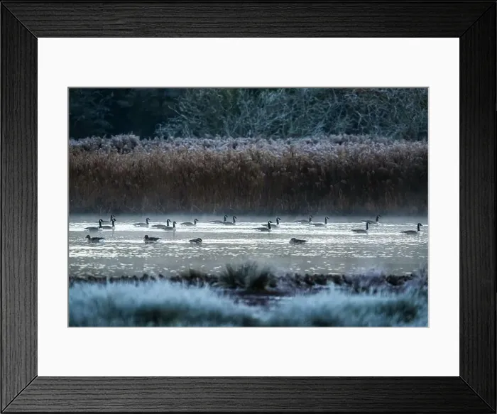 Framed Print : Canada Goose, Branta canadensis birds on winter Marshes Framed Print : Canada Goose, Branta canadensis birds on winter Marshes