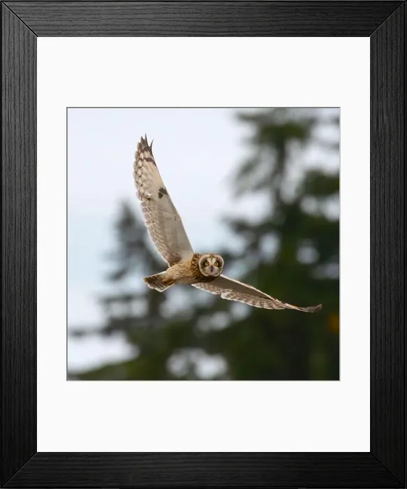 Framed Print : Close-up of a Short-eared Owl in flight, British Columbia, Canada Framed Print : Close-up of a Short-eared Owl in flight, British Columbia, Canada