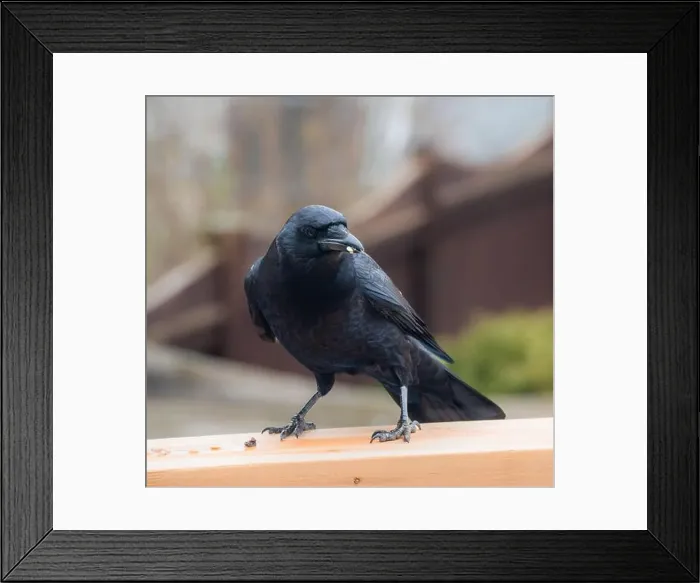Framed Print : Close up of black crow corvus bird eating seeds on deck railing Framed Print : Close up of black crow corvus bird eating seeds on deck railing
